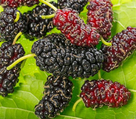 black mulberry tree for sale near me